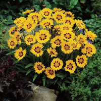 sunfire herbicide Coreopsis Sunfire Seed