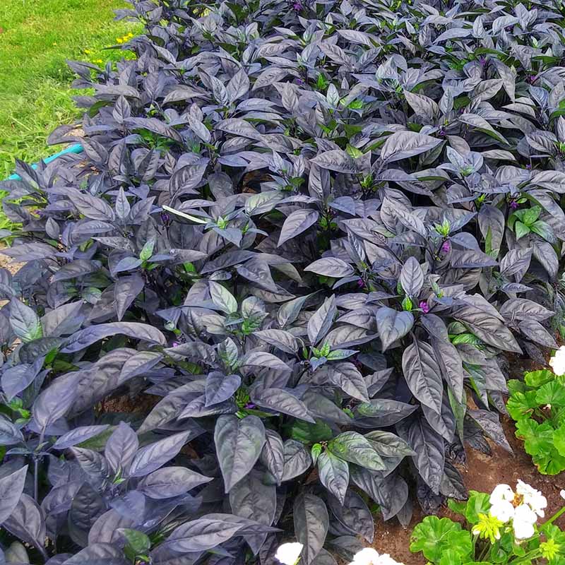 black pepper plant from seeds Ornamental Pepper Black Pearl Seed – Harris Seeds