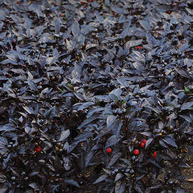 pepper plant seeds Harris Seeds Ornamental Pepper Black Pearl Plant Seeds