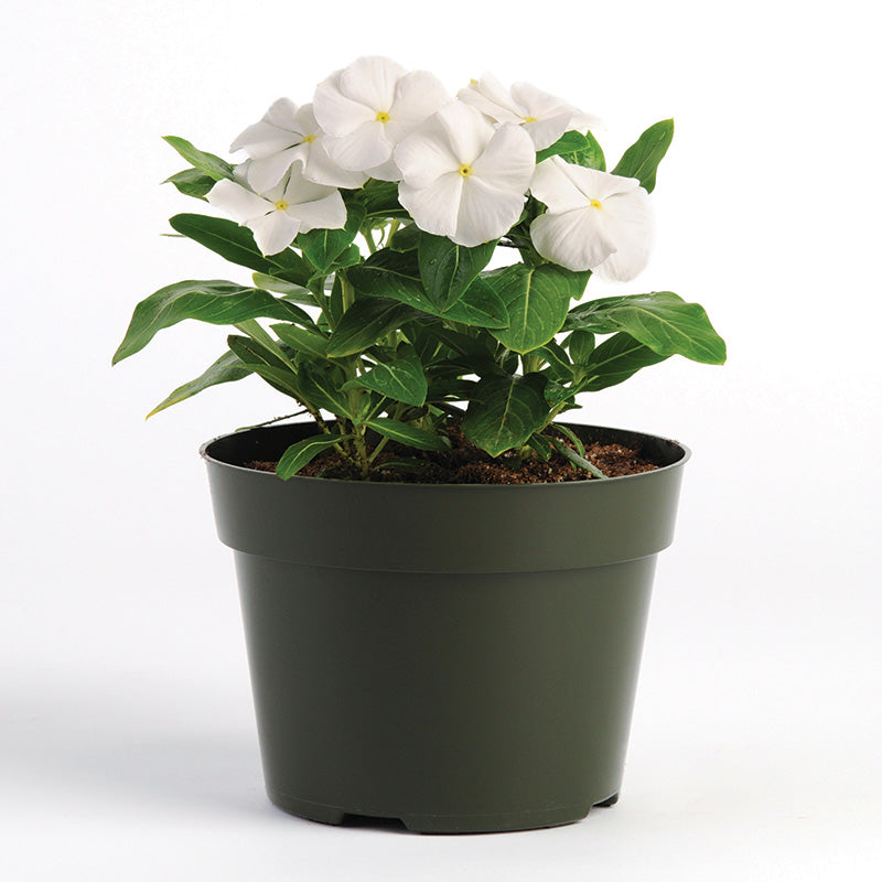 白花 Vinca Pacifica XP Pure White Seed – Harris Seeds