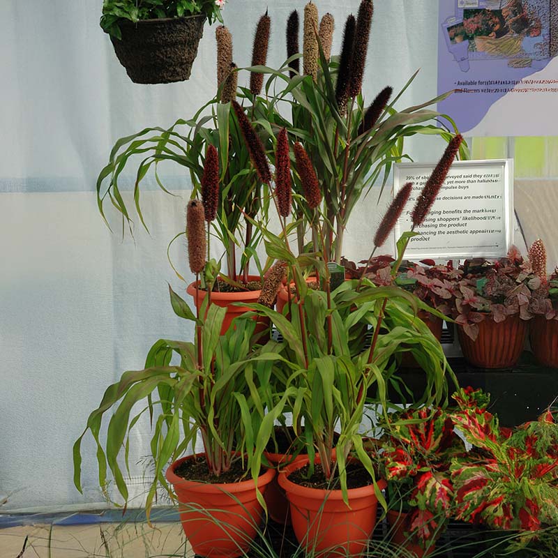 where to buy millet seed for planting Ornamental Millet Jester F1 Seed
