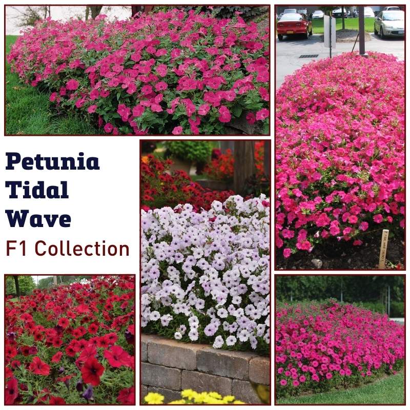 Petunia Tidal Wave F1 Collection Seed – Harris Seeds