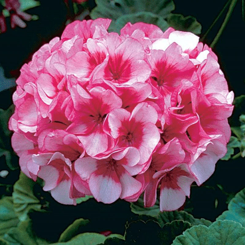 geranium seeds for sale Geranium Maverick Collection F1 Seed