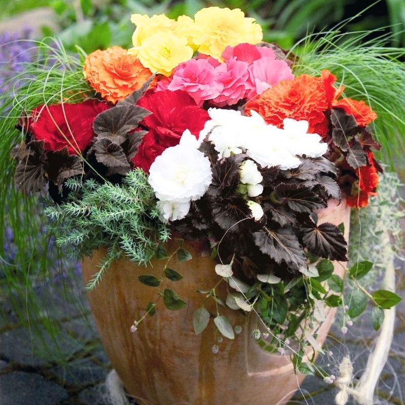 Tuberous Begonia Nonstop Series Plant Seeds Pelleted : Mocha Deep Orange 100 Seeds Annual Decorative Flower Plant Houseplant Tuberous Begonia Nonstop Series Plant Seeds Pelleted : Mocha Deep Orange 100 Seeds Annual Decorative Flower Plant Houseplant
