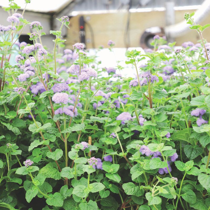 planting ageratum seeds Ageratum Blue Planet F1 Seed