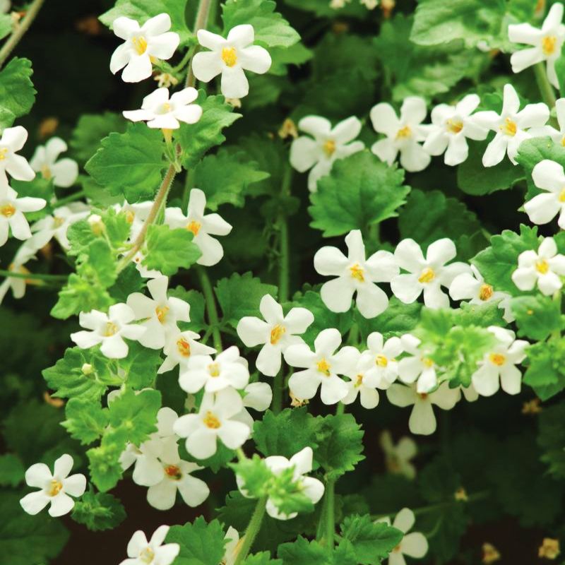 bacopa plant seeds Bacopa Snowtopia Seed MULTI PELLETED / 10 seeds / UNTREATED