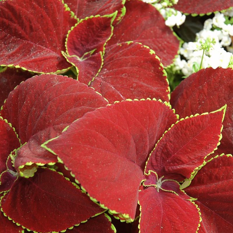 chocolate mint plant seeds Harris Seeds 14-20" Coleus Chocolate Mint Seeds