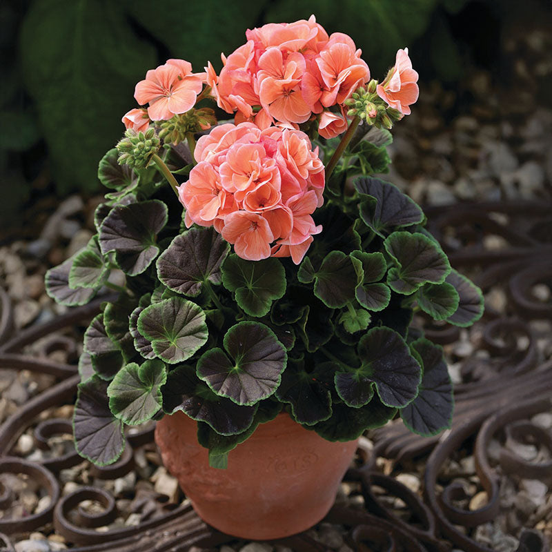 bulk geranium seeds Geranium Bullseye Mix F1 Seed, Size: 25 Seeds