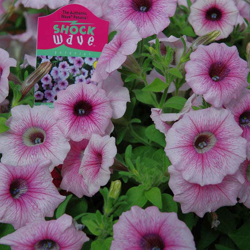 thumbnail image 2 of Petunia Seeds – Shock Wave Pink Vein – 25 Pelleted Seeds – Garden Starts – Full Sun 2 of 6