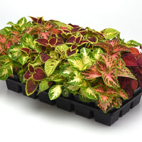 Coleus Wizard Select Mix Seed