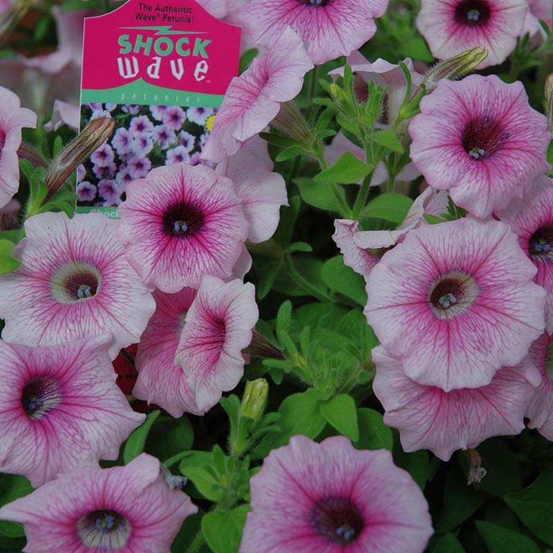 petunia flower seed collection Petunia Shock Wave F1 Collection Seed – Harris Seeds