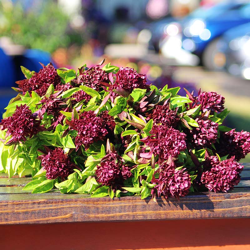 cardinal strawberry seeds Ornamental Basil Cardinal Organic Seed - Non-gmo