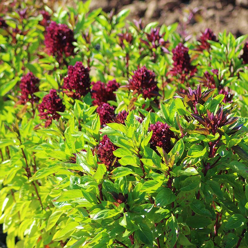 organic basil seeds for planting Ornamental Basil Cardinal Organic Seed - Non-gmo