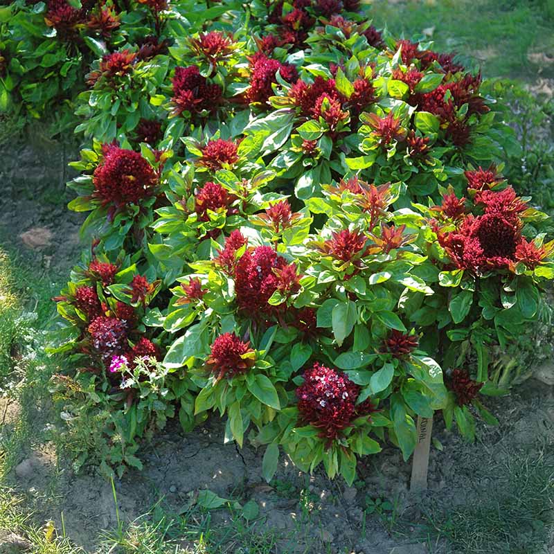 cardinal strawberry seeds Ornamental Basil Cardinal Organic Seed - Non-gmo