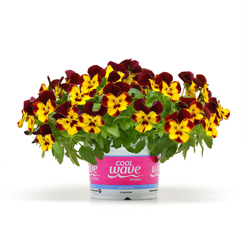 Trailing Raspberry Blossom Trailing Pansy Flower Seeds Binrd Pansy Cool Wave Raspberry Swirl Seeds ...