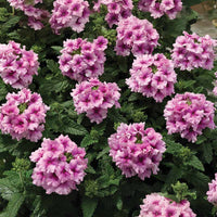 tuscany herbicide Verbena Tuscany Orchid Frost Seed