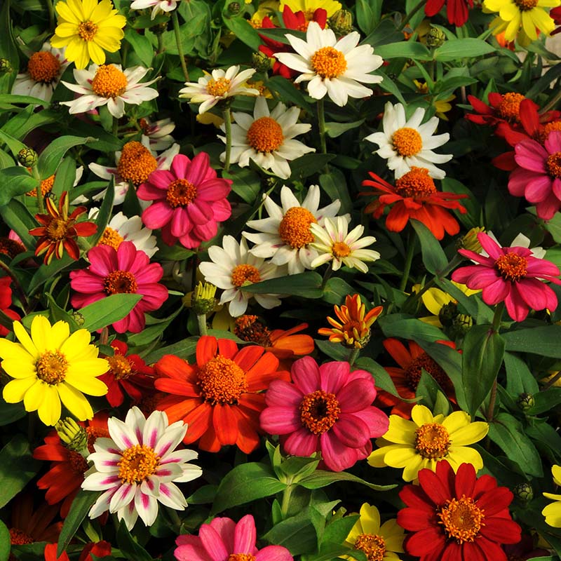 Zinnia Zahara Mix Seed