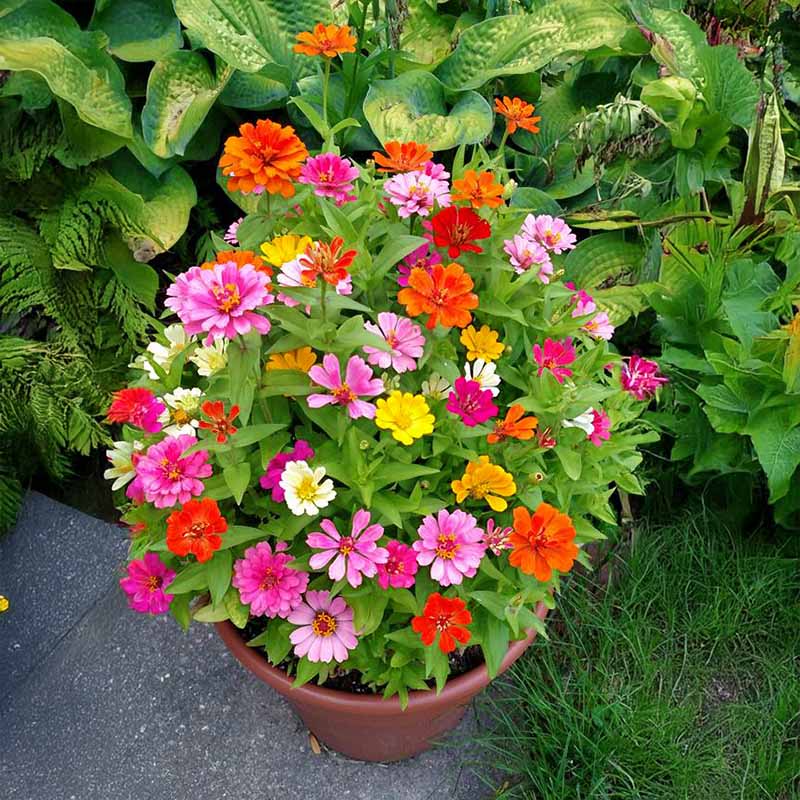 Zinnia Zahara Mix Seed