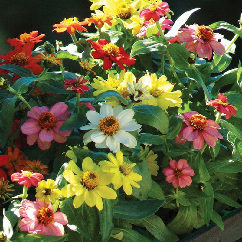 Zinnia Zahara Mix Seed