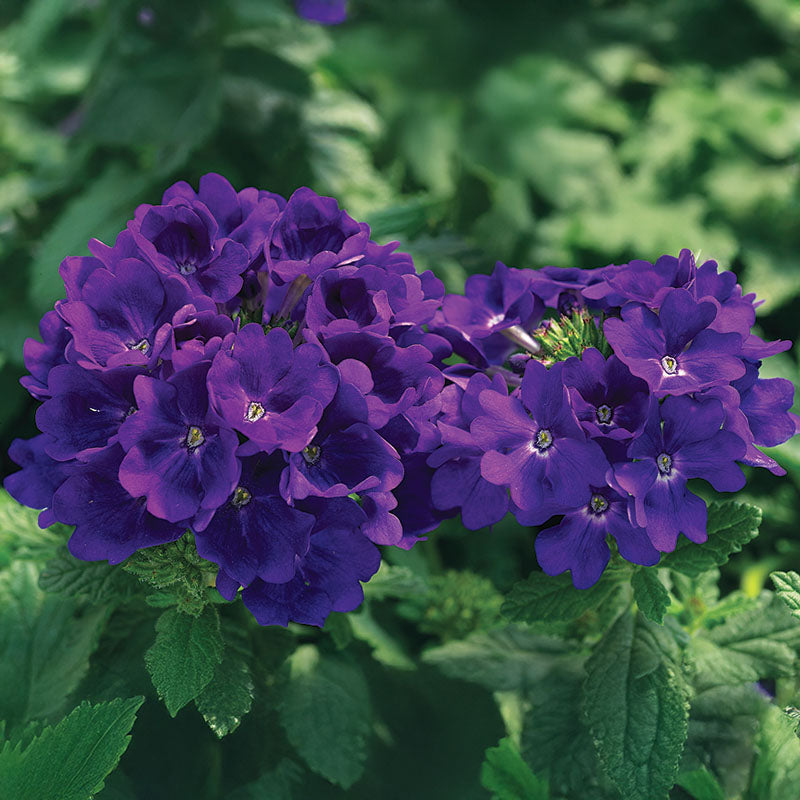 21683.jpg?v=1730867332&width=480