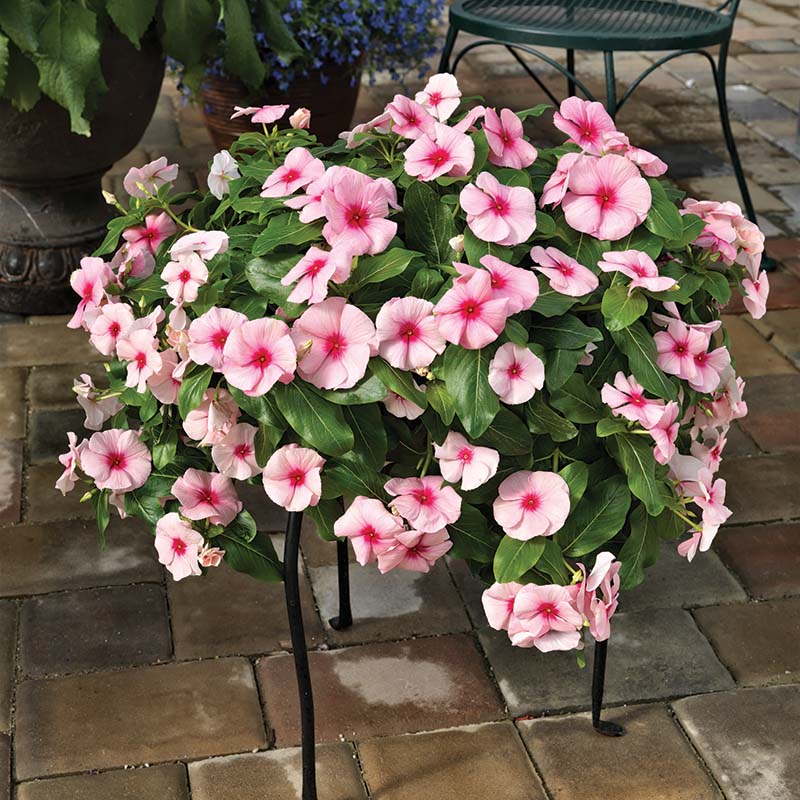 vinca hanging plant Vinca Cora Cascade Mix F1 RAW / 25 seeds / UNTREATED