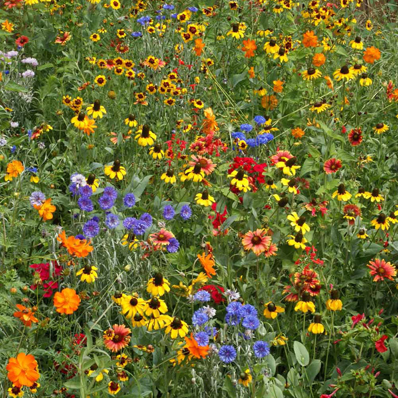Wildflower Southeast Mix Seed