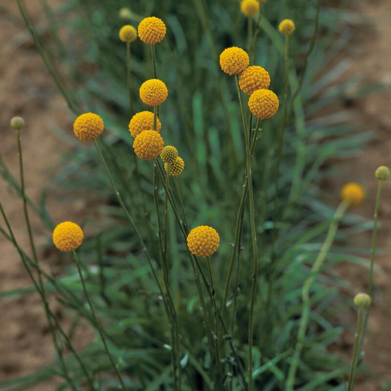 Craspedia Qis Billy Buttons Seed