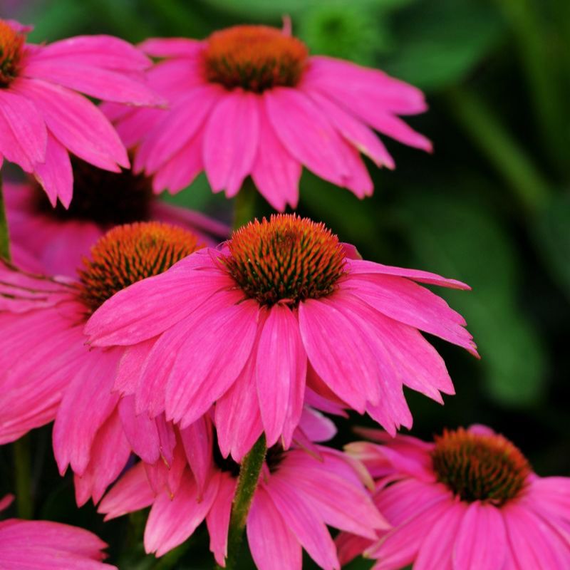 pow wow wild berry echinacea seeds Echinacea PowWow Wild Berry Seed RAW / 25 Seeds / UNTREATED