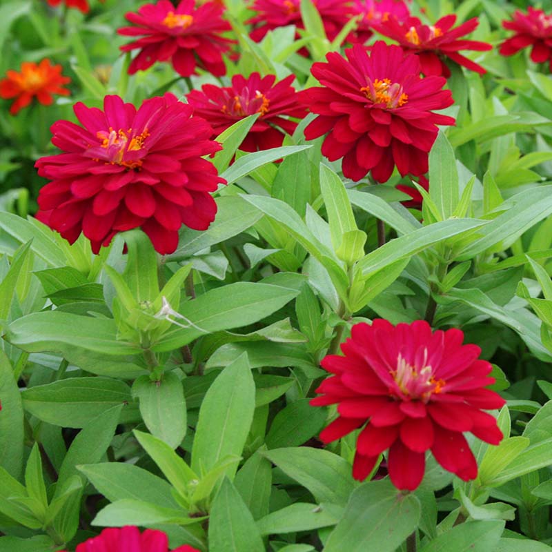 zinnia zahara rose starlight seeds Zahara Double Cherry Zinnia Seeds, Red