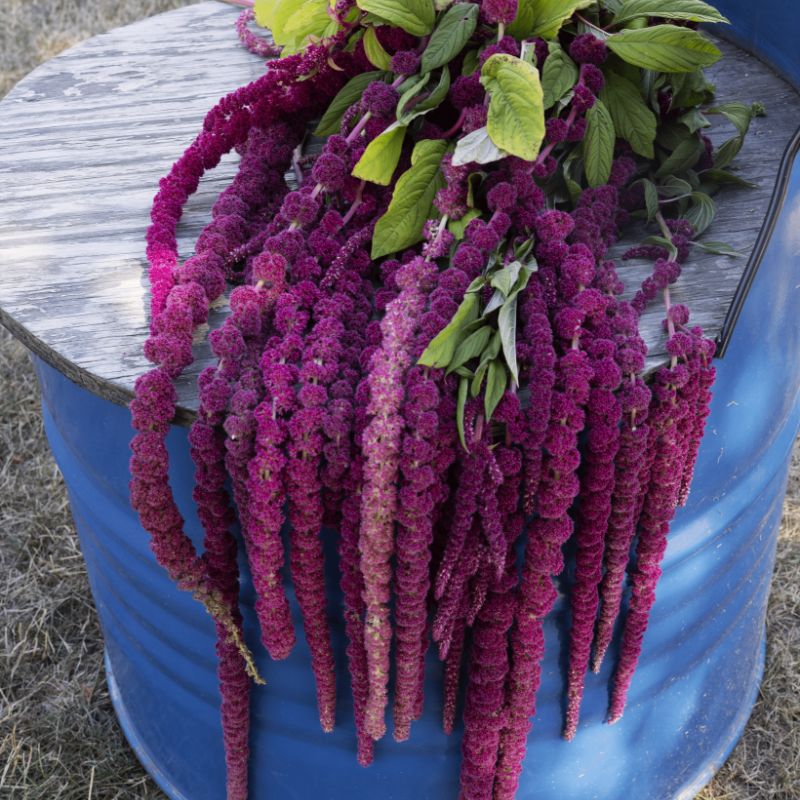 amaranth house plant Amaranthus Caudatus Red Seed RAW / 50 seeds / UNTREATED
