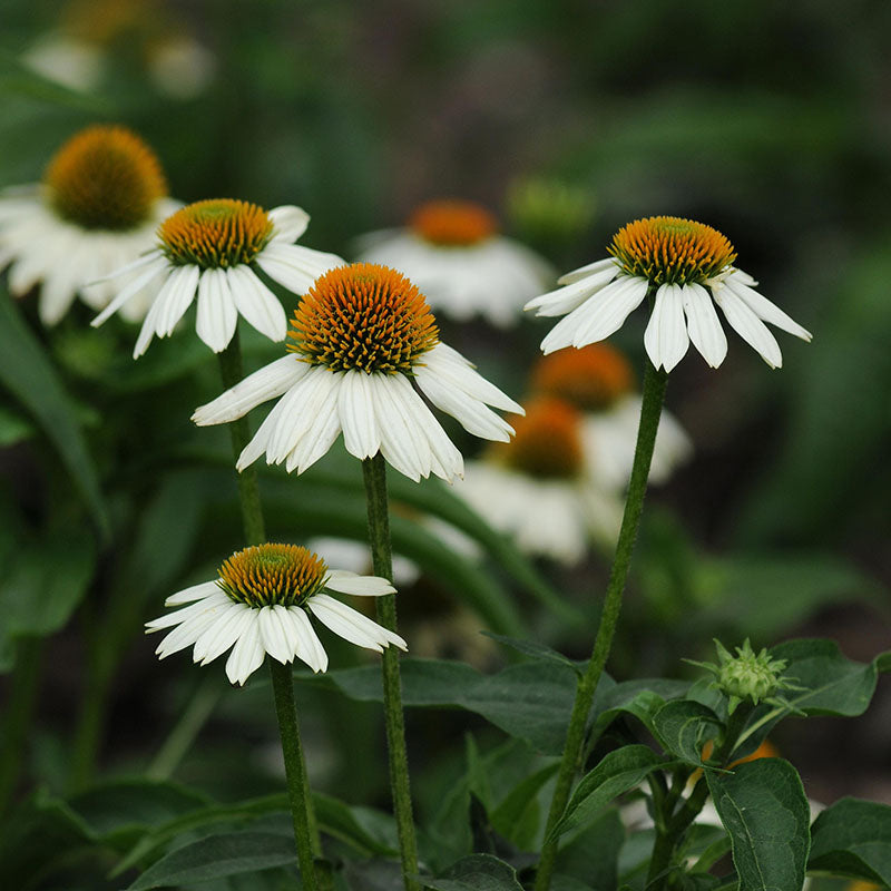 echinacea plant from seed Echinacea PowWow White Seed – Harris Seeds