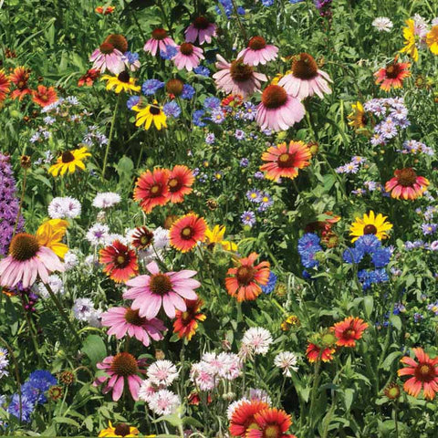 Wildflower Northeast Mix Seed Untreated