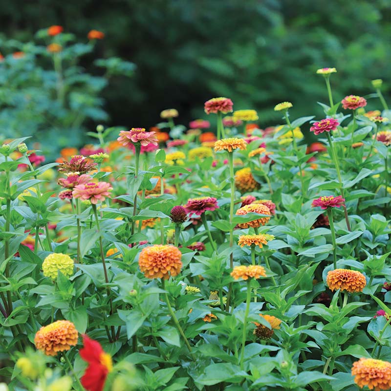 Zinnia Queeny Lime Mix Seed – Harris Seeds