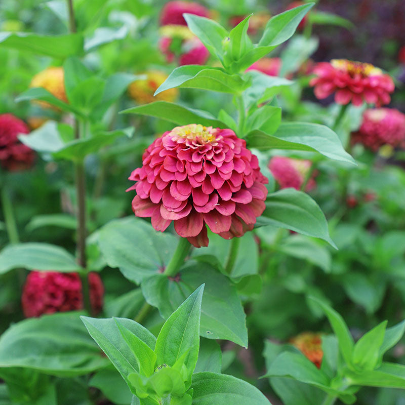 Zinnia Queeny Lime Red Seed – Harris Seeds