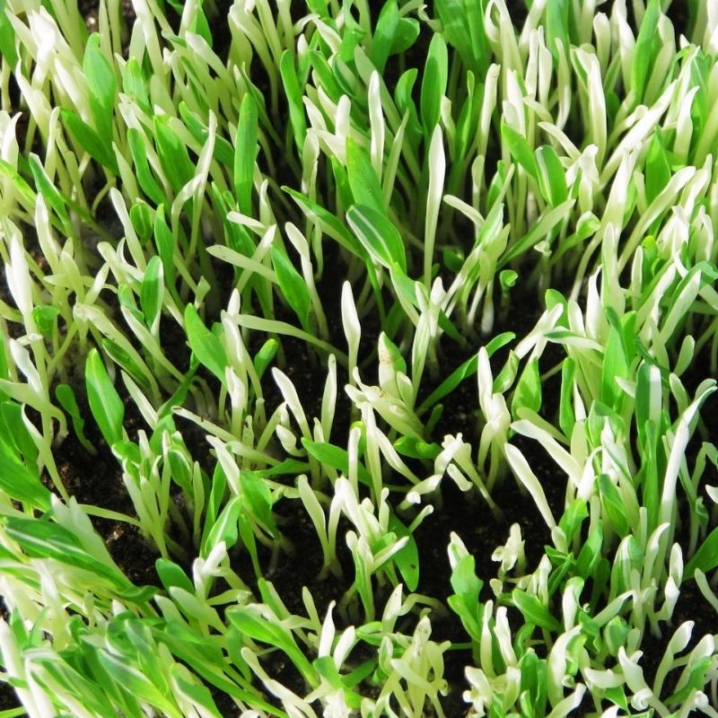 variegated plant seeds Hordeum Variegated Cat Grass Seed RAW / 5,000 seeds / UNTREATED