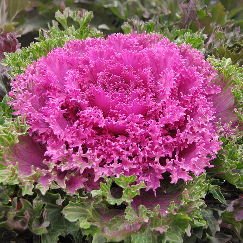 potted kale plants for sale Ornamental Kale Glamour Red F1 Seed RAW / 25 Seeds / UNTREATED
