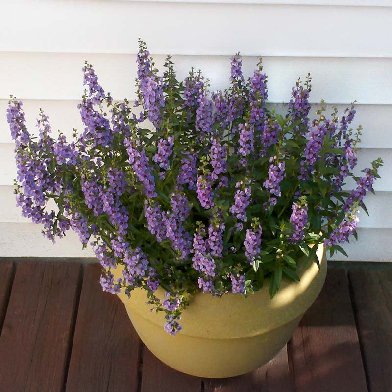 angelonia flower seeds Angelonia Serena Blue F1 Seed PELLETED / 25 seeds / UNTREATED