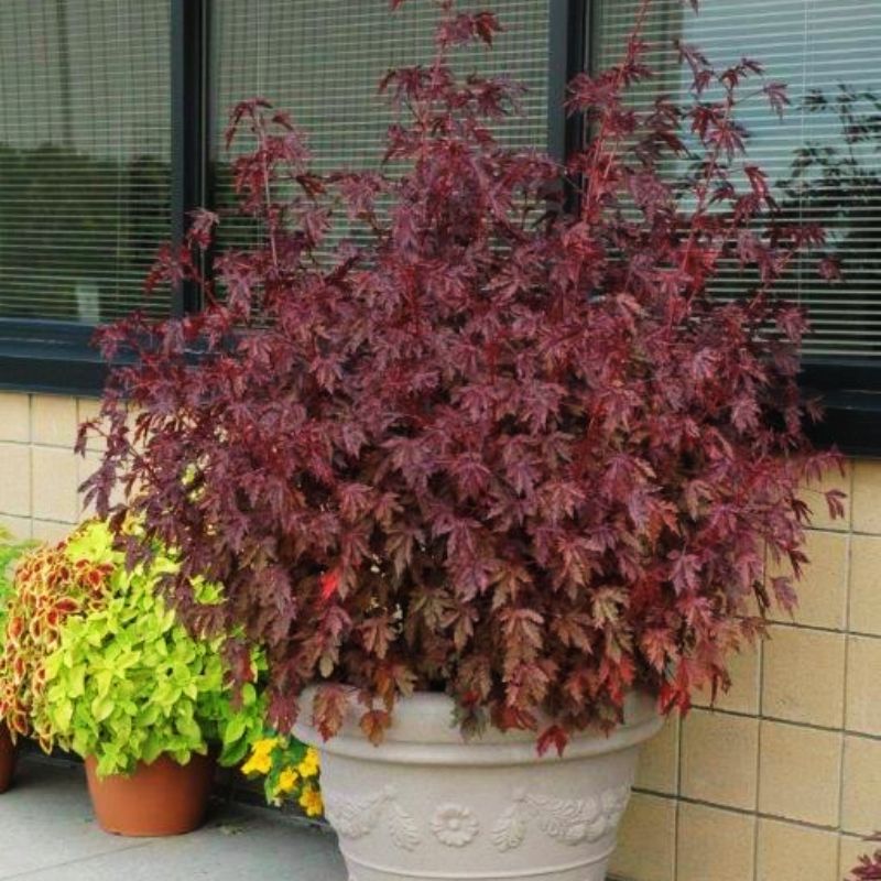 mahogany house plant Hibiscus Mahogany Splendor Seeds - UNTREATED