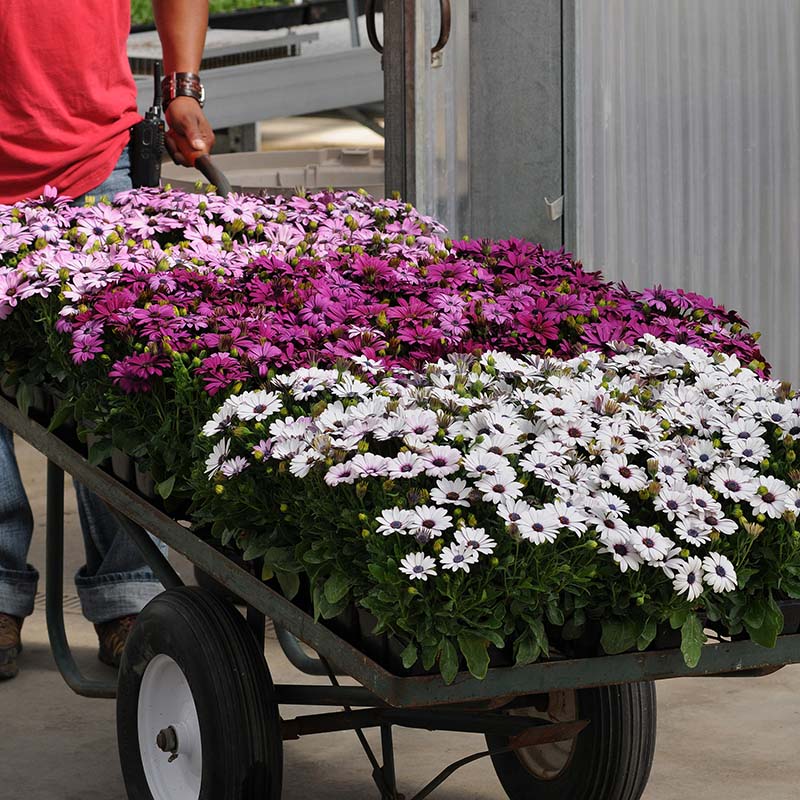 osteospermum flower seeds Osteospermum Akila Mix F1 Seed RAW / 100 Seeds / UNTREATED