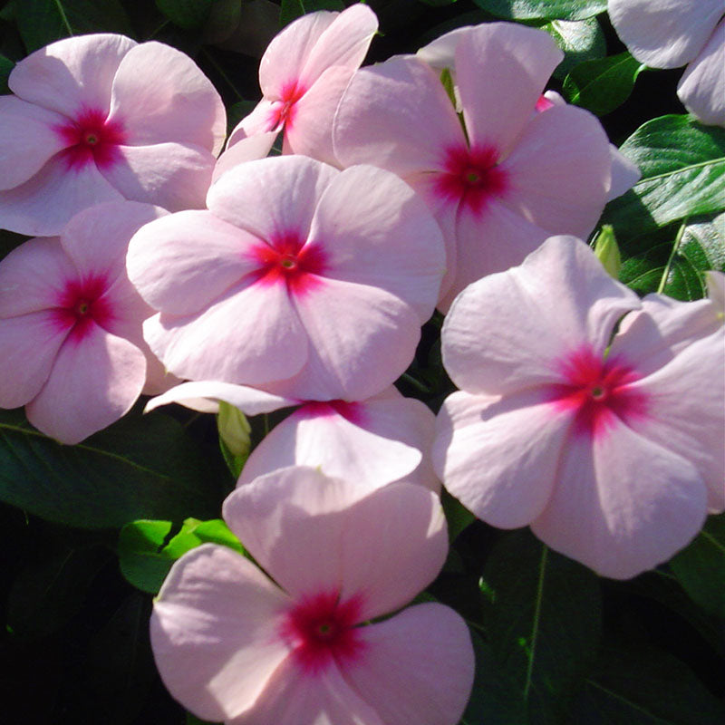 vinca flower seeds online Harris Seeds - Vinca Solar Mix F1 Seeds