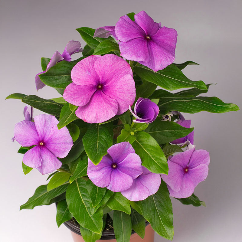 planting vinca seeds outdoors Vinca Solar Mix F1 Seed – Harris Seeds