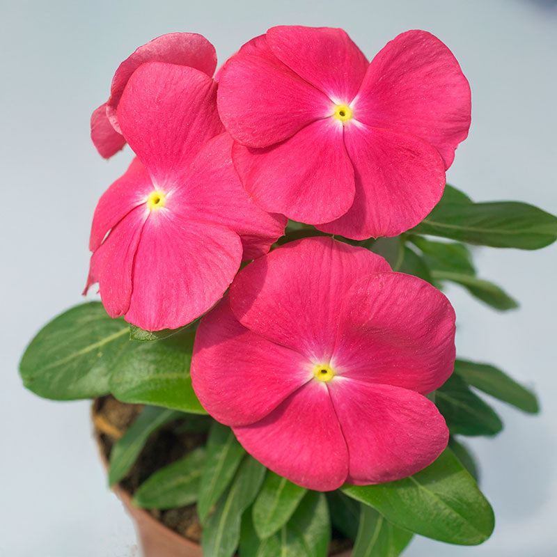 harvesting vinca flower seeds Vinca Solar Mix F1 Seed – Harris Seeds