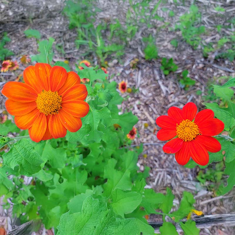 torch flower seeds Tithonia Torch Seed – Harris Seeds