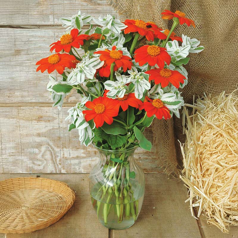 planting tithonia seeds Tithonia Torch Seed