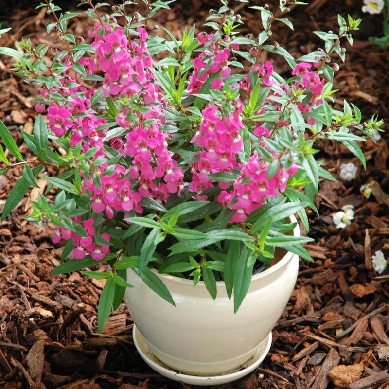 angelonia flower seeds Angelonia Serenita Raspberry F1 Seed