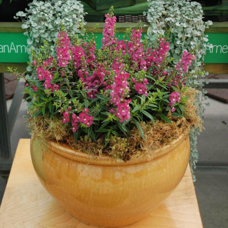 Angelonia Serenita Raspberry F1 Seed – Harris Seeds