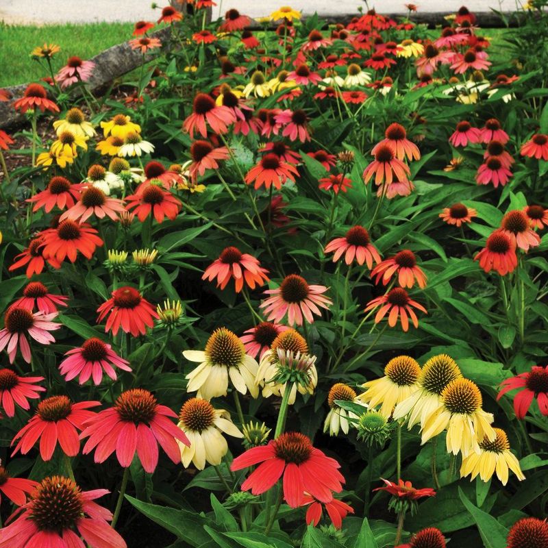 echinacea strawberry and cream seeds Echinacea Cheyenne Spirit Mix Seed Untreated