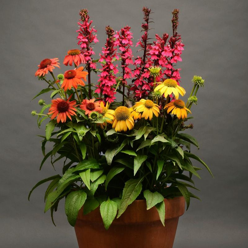 echinacea cheyenne spirit seeds Echinacea Cheyenne Spirit Mix Seed Untreated