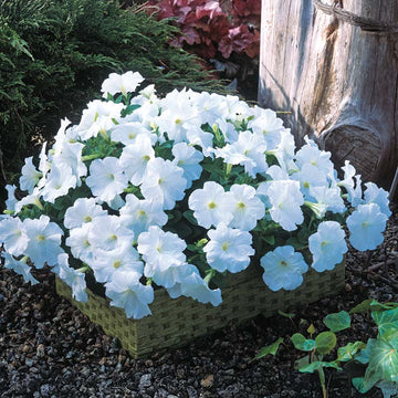 Petunia Trilogy White F1 Seed