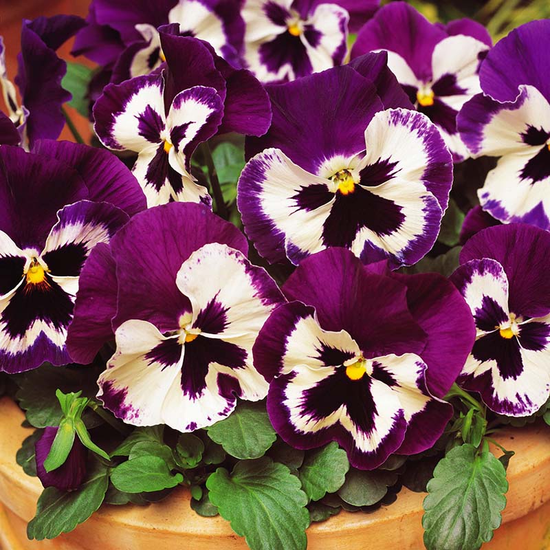 Pansy Spring Matrix Mix F1 Seed – Harris Seeds